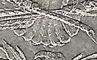 1878-Morgan-Dollar-7/8TF,-VAM?